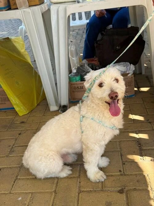 Juazeiro vacina mais de 500 cães e gatos no Dia D contra a raiva