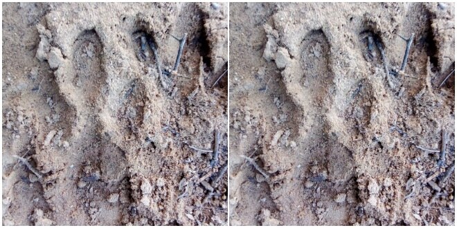 Pegadas e ataques a caprinos geram suspeita de onça em Dom Inocêncio