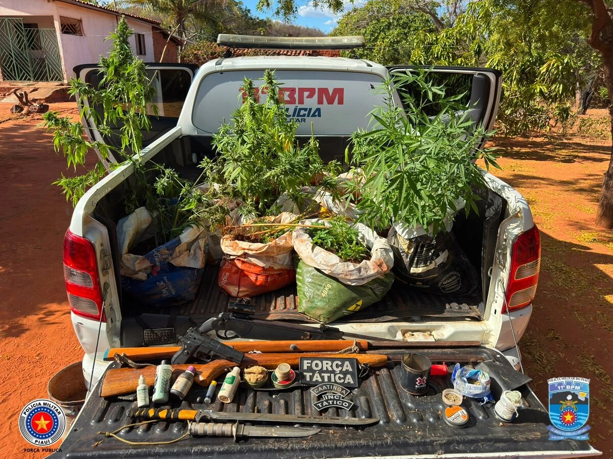 Armas, mudas de maconha e motocicleta apreendidas pela Força Tática