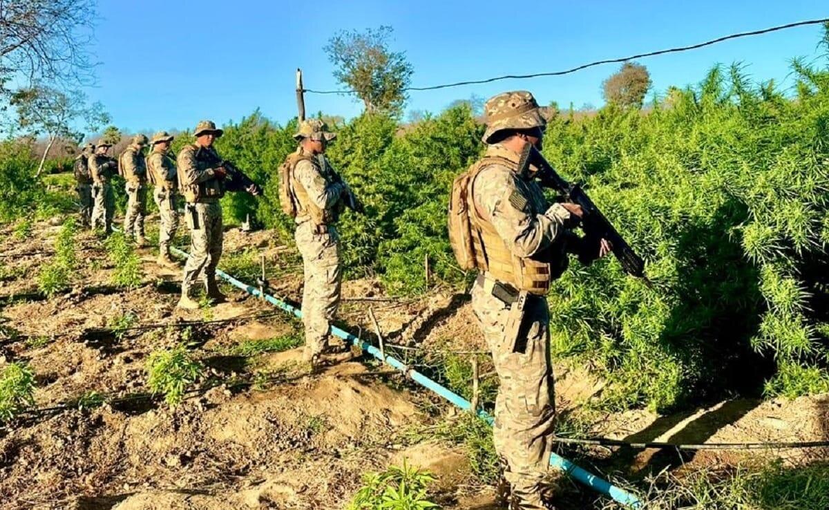 PM apreende 77 mudas de maconha e armas em São Raimundo Nonato