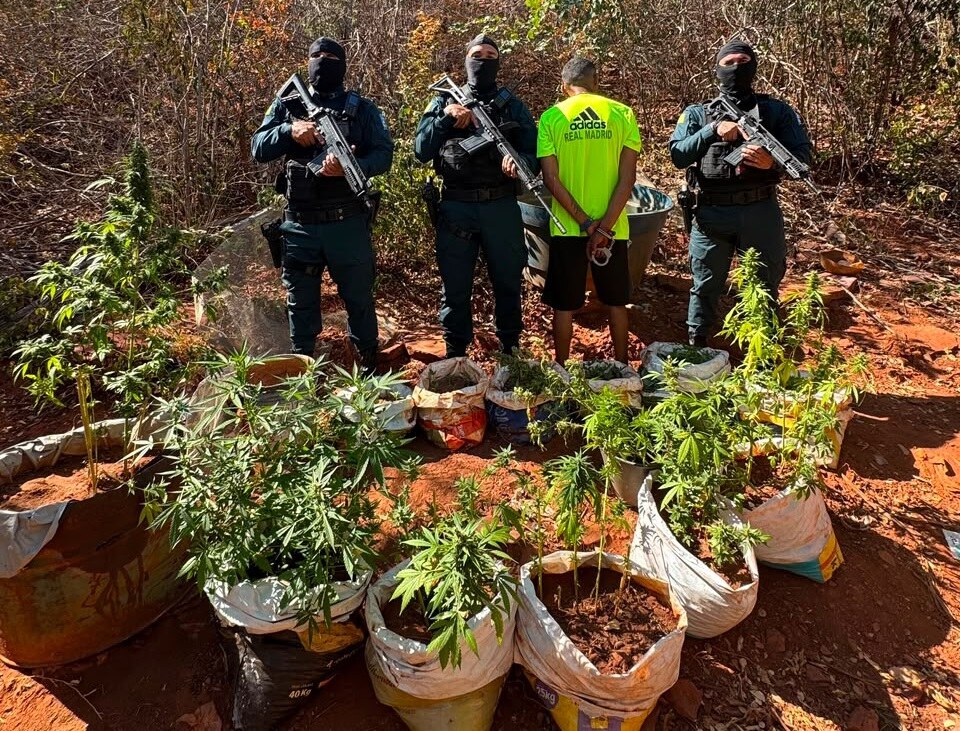 Polícia Militar apreende 77 mudas de maconha e armas durante operação em São Raimundo Nonato