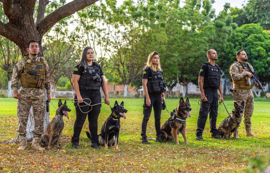 Cães farejadores auxiliam na apreensão de 1,6 tonelada de drogas no Piauí