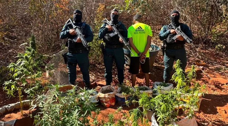 Polícia Militar apreende mudas de maconha, sementes e armas em São Raimundo Nonato — Foto: Divulgação/PM-PI