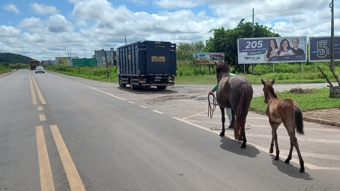 Acidentes com animais deixam 34 mortos nas rodovias do Piauí em 2026