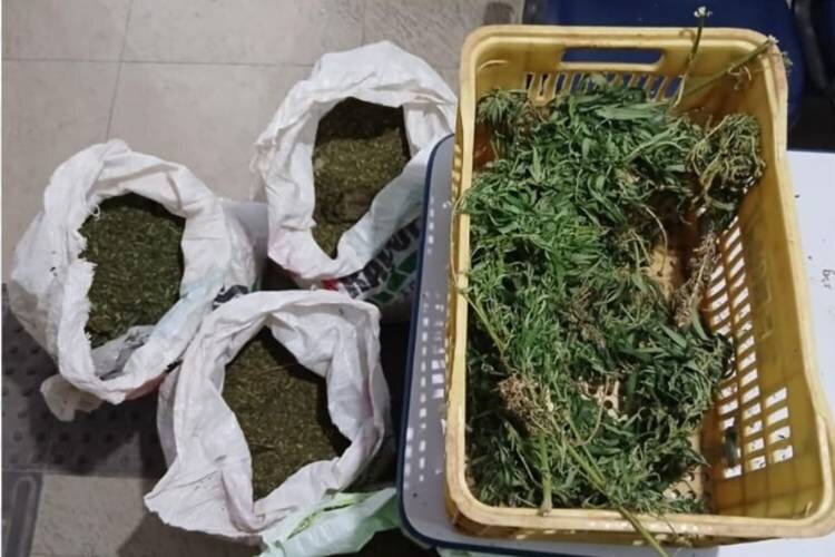 Polícia Militar destrói plantação com 30 mil pés de maconha em Petrolina