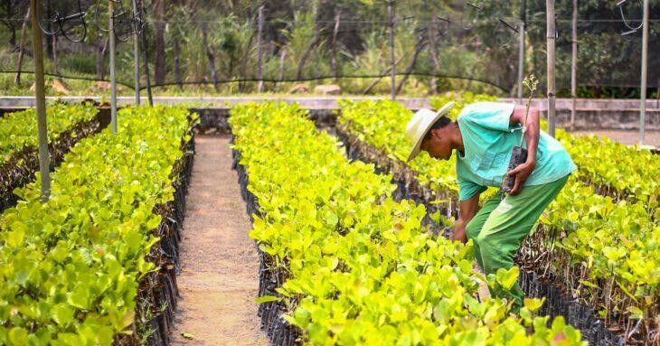Piauí lidera ranking nacional com maior proporção de população rural