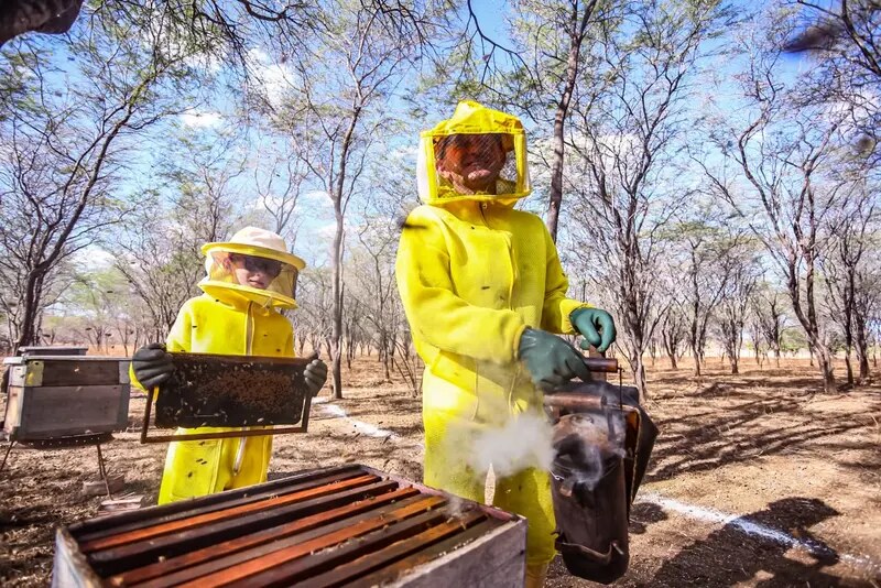 Piauí consolida força na apicultura e produz mais de 8,5 mil toneladas de mel