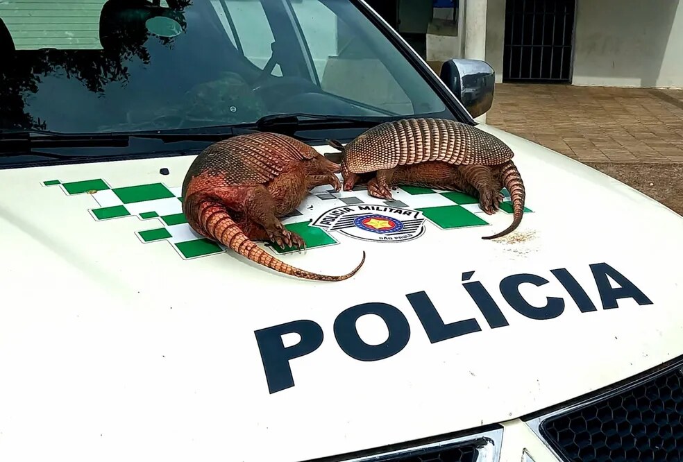 Campanha de conscientização ambiental busca coibir crimes contra a fauna silvestre na região — Foto: Divulgação